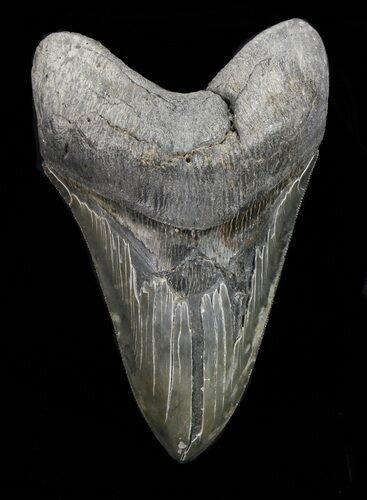 Serrated, Lower Megalodon Tooth - Georgia #72757
